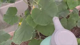 Обрабатываю огурцы и перец от вредителей.   Поспевает жимолость!