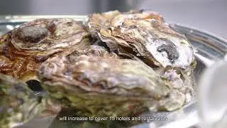 Marine Ecology Enhancement Fund: Scale Expansion of Oyster Shells Recycling