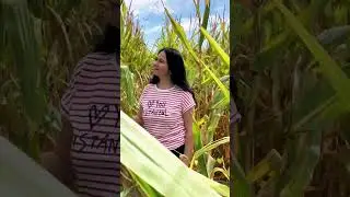 Кажется я потерялись в кукурузных зарослях, 🌽но не пытаюсь выбраться. 😀