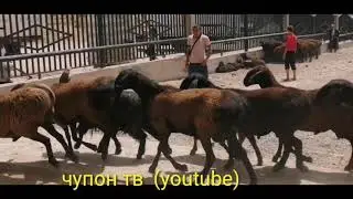 Гиссарский овцы 2020 год