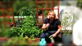 Ремонтантная земляника.  Подкормка