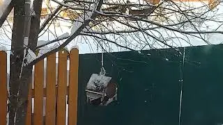 Сойка-воровка 😃 и её друзья. Гости из леса. 🤗