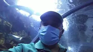 Tara Sa kaharian ng mga Pating(shark area)