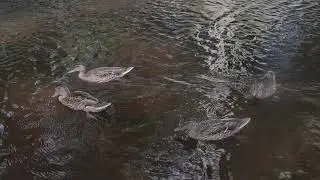 Утки подплывают.