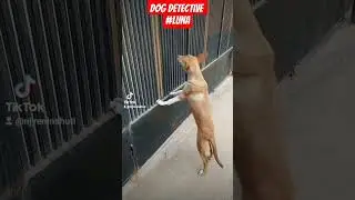 🚀🔍 Watch the pawsome investigation unfold! 📺🐶 #DogDetective #GoatGateCrasher"