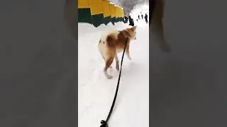 Акита ину на улице часть 12 🦁 #акита, #акитаину, #akitainu, Akita InuАкита