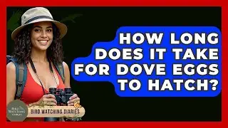 How Long Does It Take For Dove Eggs To Hatch? - Bird Watching Diaries