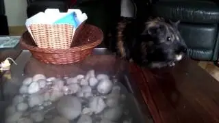 What does biscuit get up to?
