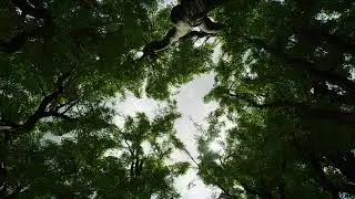 Trees Vol. 4 - Strong Wind Trees + Mixed Wind Blueprint - Unreal Engine 4.26 (4K)