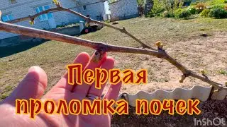 Нормировка виноградной лозы!
