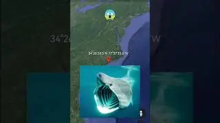 Huge shark😱on Google Earth 