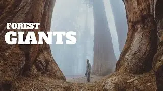 The Secret Lives of The Forest Giants, Sequoia