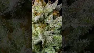 Orange Cream Pop Pheno #2 @humboldtseedcompany4048