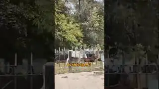 Korean First Time in India… Sees This 🇮🇳