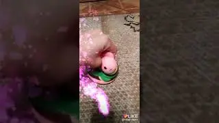 Мой сквиш