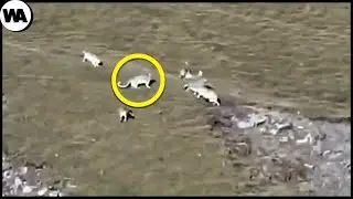 Uma Hora Sobre Animais com os Mais Altos QI e Incríveis Superpoderes