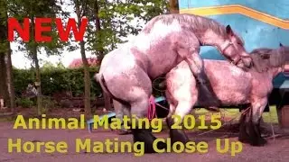 Animals mating - Horse mating& Funny horse 2016