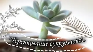 Всë про черенкование суккулентов за 3 минуты.