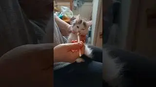 Лорик.У самой ещё плохо получается есть.10 февраля 2023.