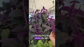 Planta Veludo-roxo (Gynura aurantiaca) #plantas #folhagens #veludoroxo #gynura