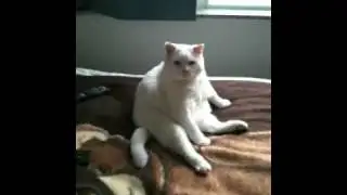 Wayne the Big Fat Cat