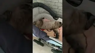 Маленький ребенок в доме это вам не шутки.. у кошки недосып))) 