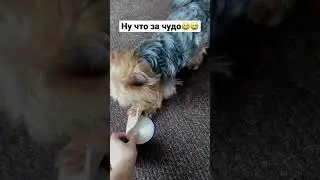 Наш курортный друг) #сочи2023 #собака #веселыесобаки #питомцы