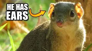 Tree Shrew Facts: NOT a SHREW
