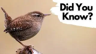Things You Need To Know About Wrens!