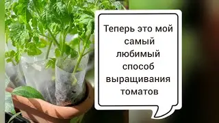 Помидоры часть 2