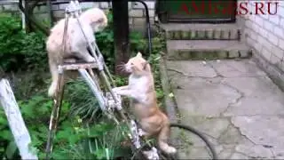 Прикол с котами.3gp