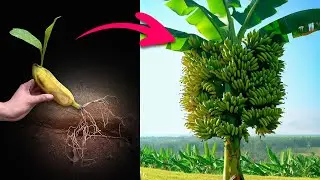 Super... Grafting Banana Fruit With Banana Tree Grows Very Fast