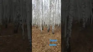 Золотая осень-серая осень.