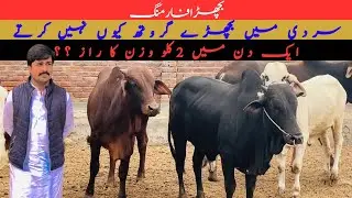 sardi ma bachron sy kasy growth lain|| qurbani ka janwar kasy tayar krin