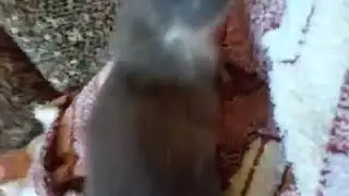 Соня