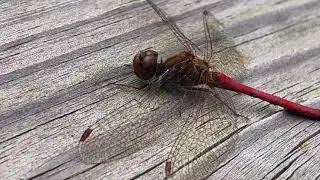 “SKY HUNTER”