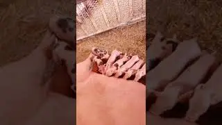 #Поросятки