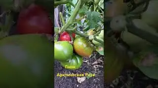 Гном Арктическая Роза  #огород #овощи #дача #помидоры #семена