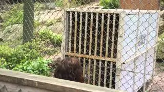 Crate Training (Amur leopard)