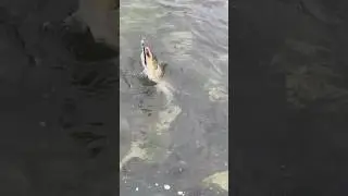 Кунджа на воблер #fishing #рыбалка #голец #salmon #fish #кижуч #кунджа #горбуша #сима