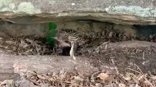 Echidna