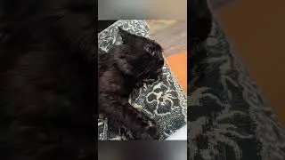 Мурзик сейчас 😸😸😸😸