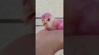 И ЧИХЕЛИ ЧУЧА БОША🤯