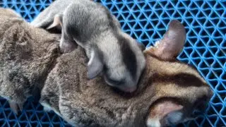 Sugar glider sedarah bisa kawin dan punya anak NORMAL gak cacat! Saudara kaka adik