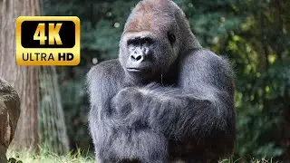 Beholding the Most Beautiful Animal Scenes in the World