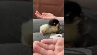 Цыплята ❤️❤️🐥🐥🐣 