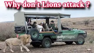 Lions attack on safari vehicle ? Lion attack on tourist ! Lions attack on tourist guide !