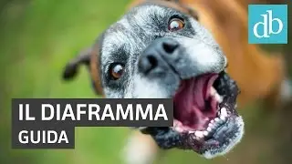 Cos'è e a cosa serve il diaframma: guida • Ridble