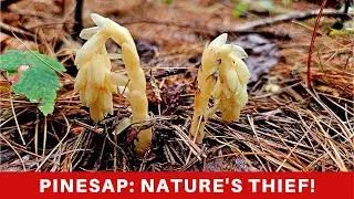 Parasitic Flowering plant steals nutrition from Fungi! Pinsap-a true flowering plant!