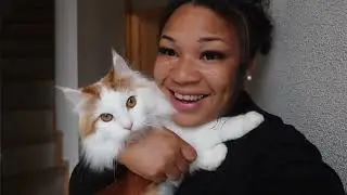 NORWEGIAN FOREST CAT & FRENCHBULLDOG Healthy Cat & Dog FOOD HAUL